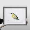 Christian Koivumaa - Bird studies 